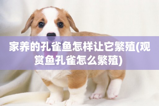 家養的孔雀魚怎樣讓它繁殖(觀賞魚孔雀怎么繁殖) 