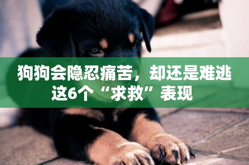 狗狗會隱忍痛苦，卻還是難逃這6個“求救”表現 