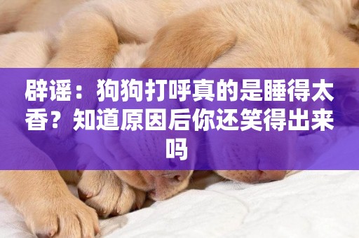 辟謠：狗狗打呼真的是睡得太香？知道原因后你還笑得出來嗎 