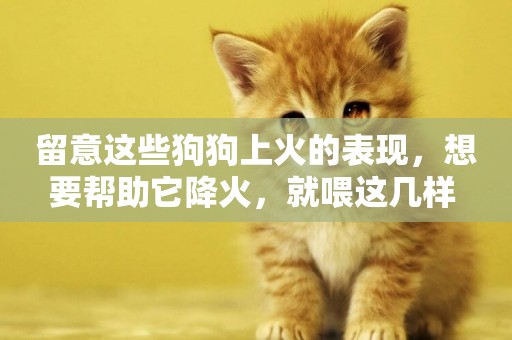 留意這些狗狗上火的表現，想要幫助它降火，就喂這幾樣 