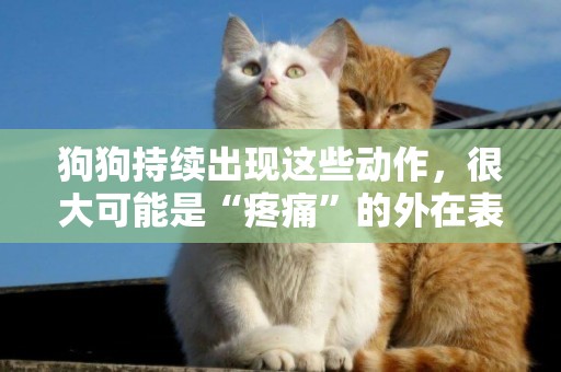 狗狗持續出現這些動作，很大可能是“疼痛”的外在表現 