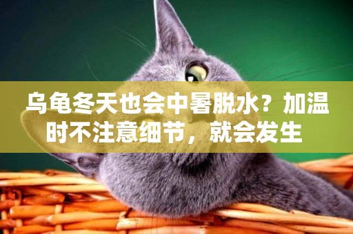烏龜冬天也會中暑脫水？加溫時不注意細節，就會發生 