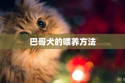 巴哥犬的喂養方法