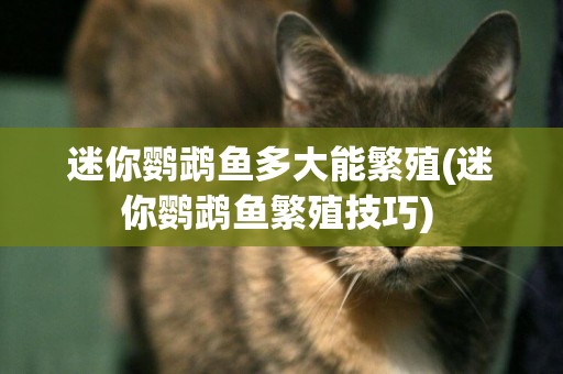迷你鸚鵡魚多大能繁殖(迷你鸚鵡魚繁殖技巧) 