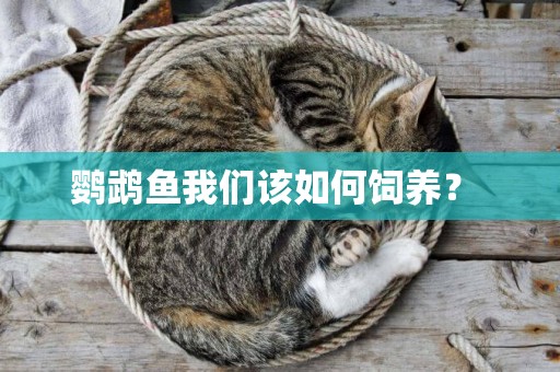 鸚鵡魚我們該如何飼養？ 