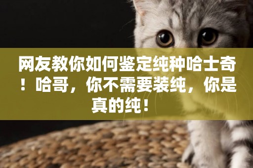 網友教你如何鑒定純種哈士奇！哈哥，你不需要裝純，你是真的純！ 