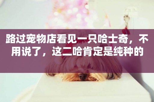 路過寵物店看見一只哈士奇，不用說了，這二哈肯定是純種的 