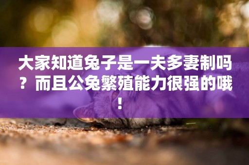 大家知道兔子是一夫多妻制嗎？而且公兔繁殖能力很強的哦！ 