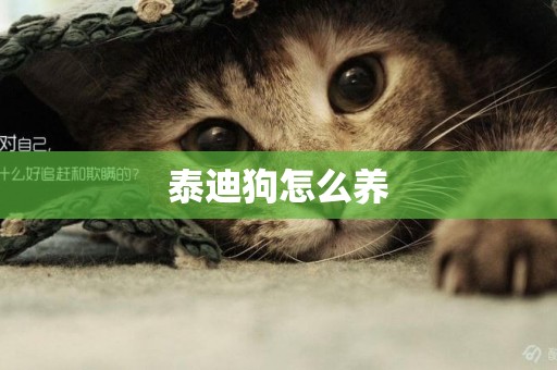泰迪狗怎么養