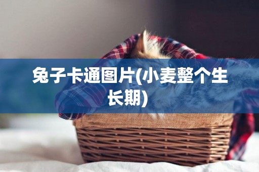 兔子卡通圖片(小麥整個生長期) 