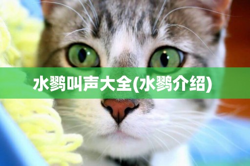 水鷚叫聲大全(水鷚介紹) 