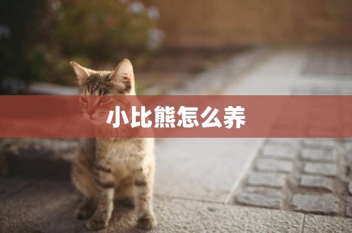 小比熊怎么養