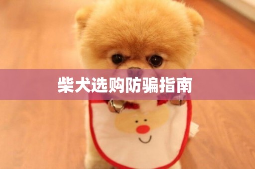柴犬選購防騙指南 