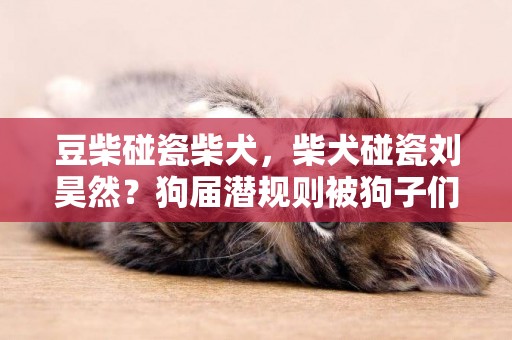 豆柴碰瓷柴犬，柴犬碰瓷劉昊然？狗屆潛規則被狗子們玩的明明白白 