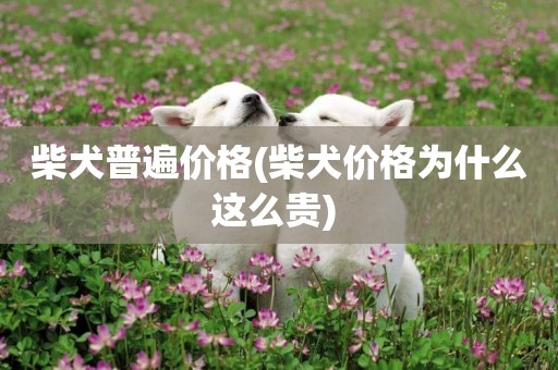 柴犬普遍價格(柴犬價格為什么這么貴) 