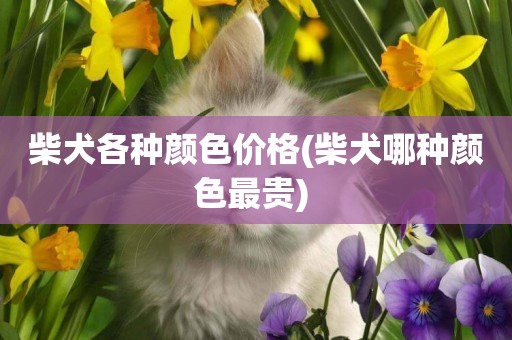柴犬各種顏色價格(柴犬哪種顏色最貴) 