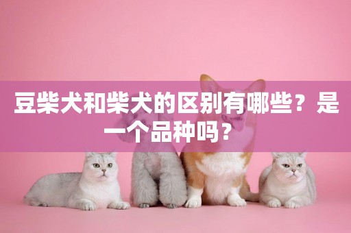 豆柴犬和柴犬的區別有哪些？是一個品種嗎？ 