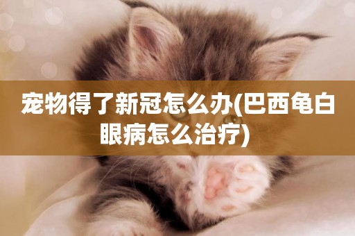 寵物得了新冠怎么辦(巴西龜白眼病怎么治療) 