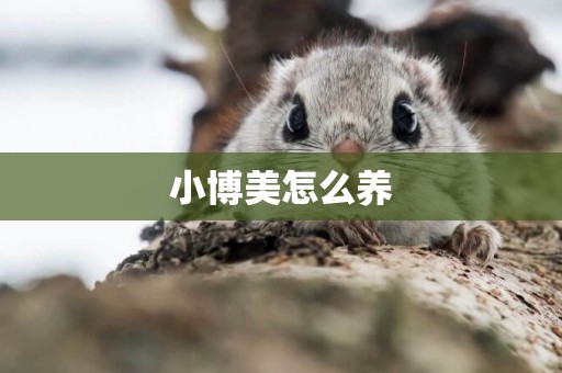 小博美怎么養