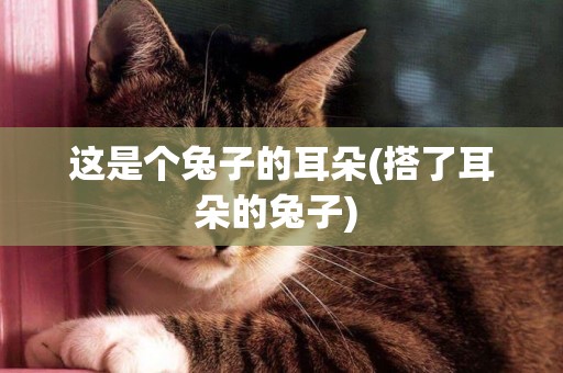 這是個兔子的耳朵(搭了耳朵的兔子) 