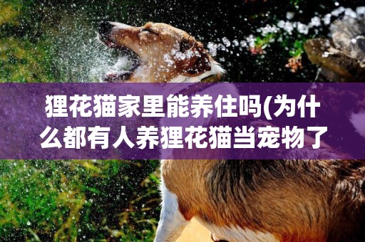 貍花貓家里能養住嗎(為什么都有人養貍花貓當寵物了) 