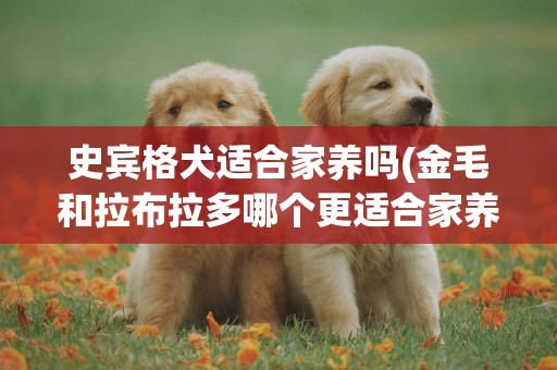 史賓格犬適合家養嗎(金毛和拉布拉多哪個更適合家養) 