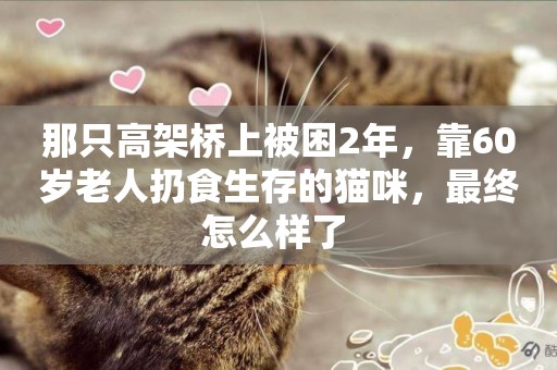 那只高架橋上被困2年，靠60歲老人扔食生存的貓咪，最終怎么樣了 