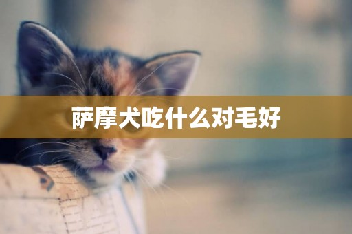 薩摩犬吃什么對毛好