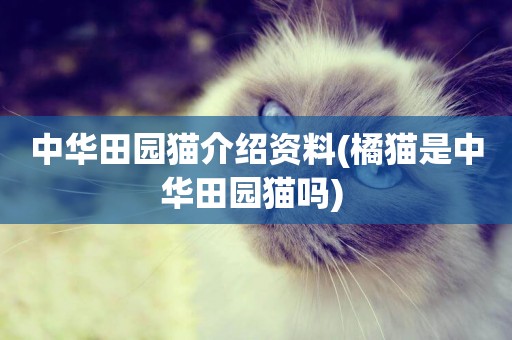 中華田園貓介紹資料(橘貓是中華田園貓嗎) 