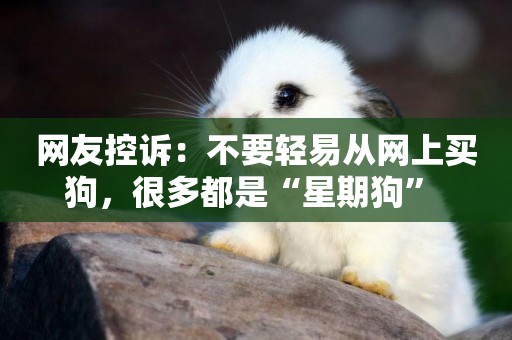 網友控訴：不要輕易從網上買狗，很多都是“星期狗” 