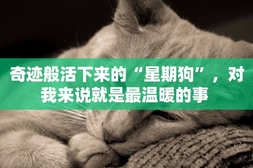 奇跡般活下來的“星期狗”，對我來說就是最溫暖的事 