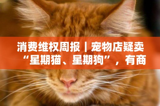 消費維權周報｜寵物店疑賣“星期貓、星期狗”，有商家被罰款吊照 
