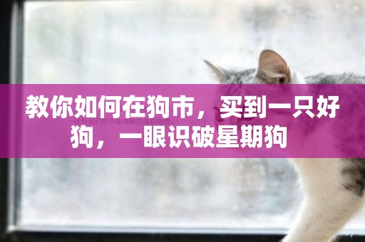 教你如何在狗市，買到一只好狗，一眼識破星期狗 