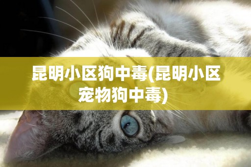 昆明小區狗中毒(昆明小區寵物狗中毒) 