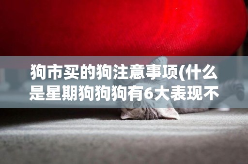 狗市買的狗注意事項(什么是星期狗狗狗有6大表現不能買) 