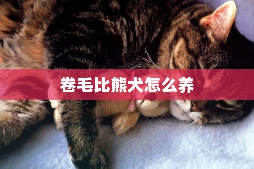 卷毛比熊犬怎么養