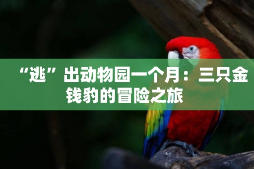 “逃”出動物園一個月：三只金錢豹的冒險之旅 