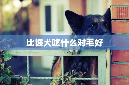 比熊犬吃什么對毛好