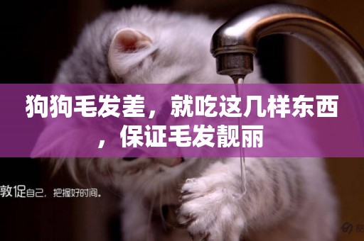 狗狗毛發差，就吃這幾樣東西，保證毛發靚麗 