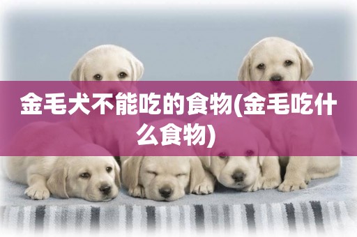 金毛犬不能吃的食物(金毛吃什么食物) 