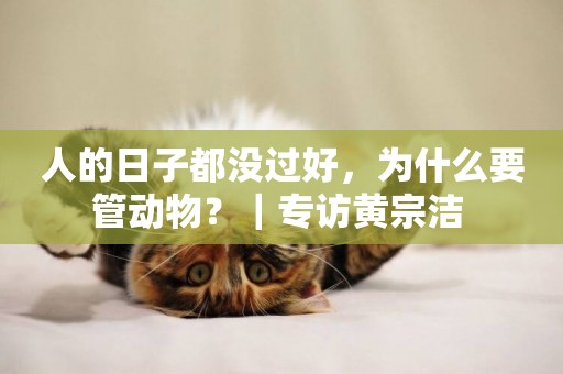 人的日子都沒過好，為什么要管動物？｜專訪黃宗潔 