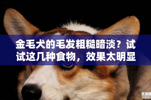 金毛犬的毛發粗糙暗淡？試試這幾種食物，效果太明顯了 