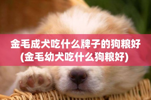金毛成犬吃什么牌子的狗糧好(金毛幼犬吃什么狗糧好) 