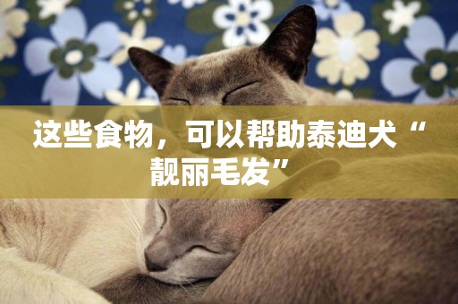 這些食物，可以幫助泰迪犬“靚麗毛發” 