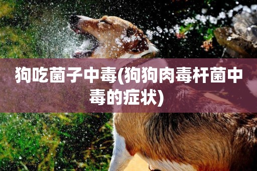 狗吃菌子中毒(狗狗肉毒桿菌中毒的癥狀) 