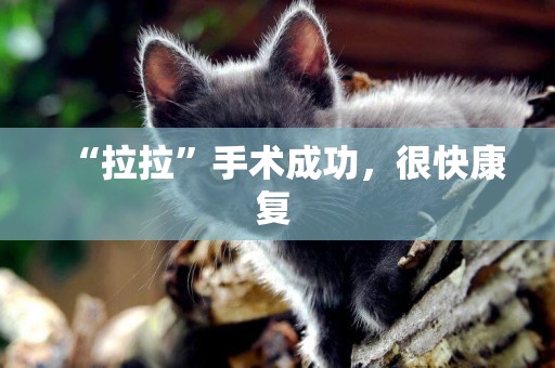 “拉拉”手術成功，很快康復 