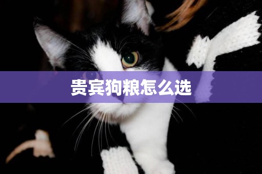 貴賓狗糧怎么選