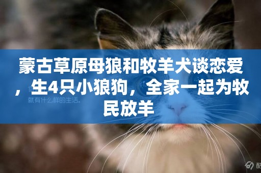 蒙古草原母狼和牧羊犬談戀愛，生4只小狼狗，全家一起為牧民放羊 