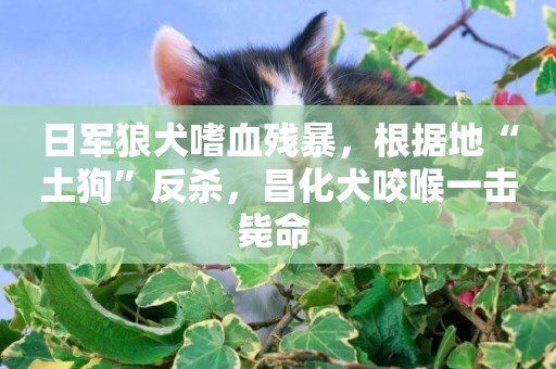 日軍狼犬嗜血殘暴，根據地“土狗”反殺，昌化犬咬喉一擊斃命 