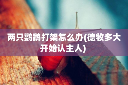 兩只鸚鵡打架怎么辦(德牧多大開始認主人) 